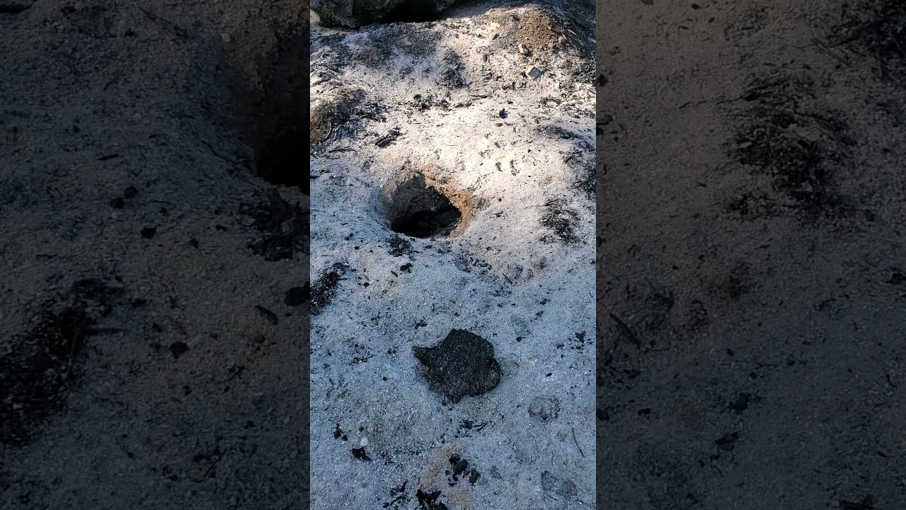 Hot Gopher