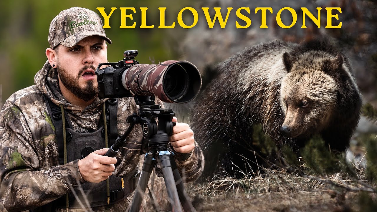Viajé a Yellowstone por primera vez y Fotografié su vida salvaje en solo 3 días 🦬📸