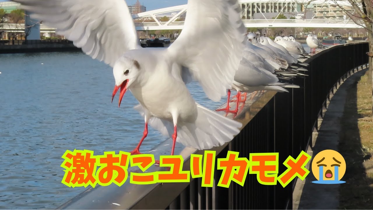 ライバルを蹴散らすユリカモメ The fierce-tempered black-headed gull