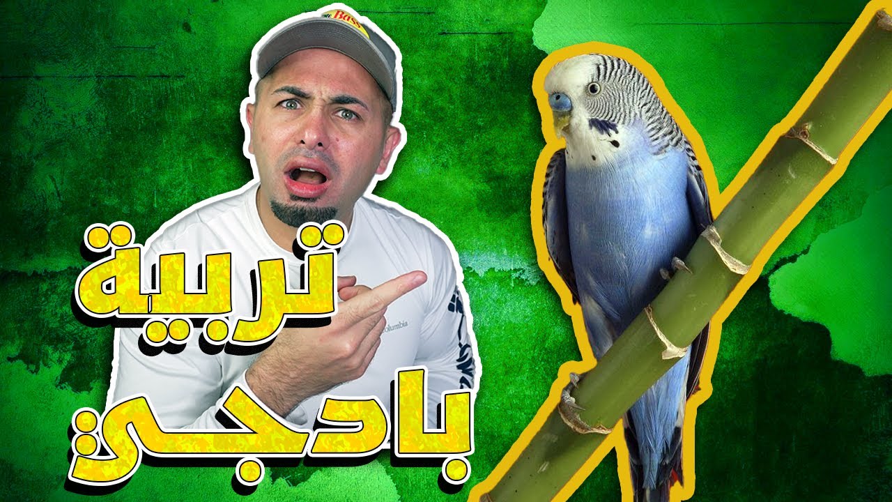 طريقة تربية طائر البادجي وكل شي بتحتاجه للعناية فيه - Budgie Care Routine