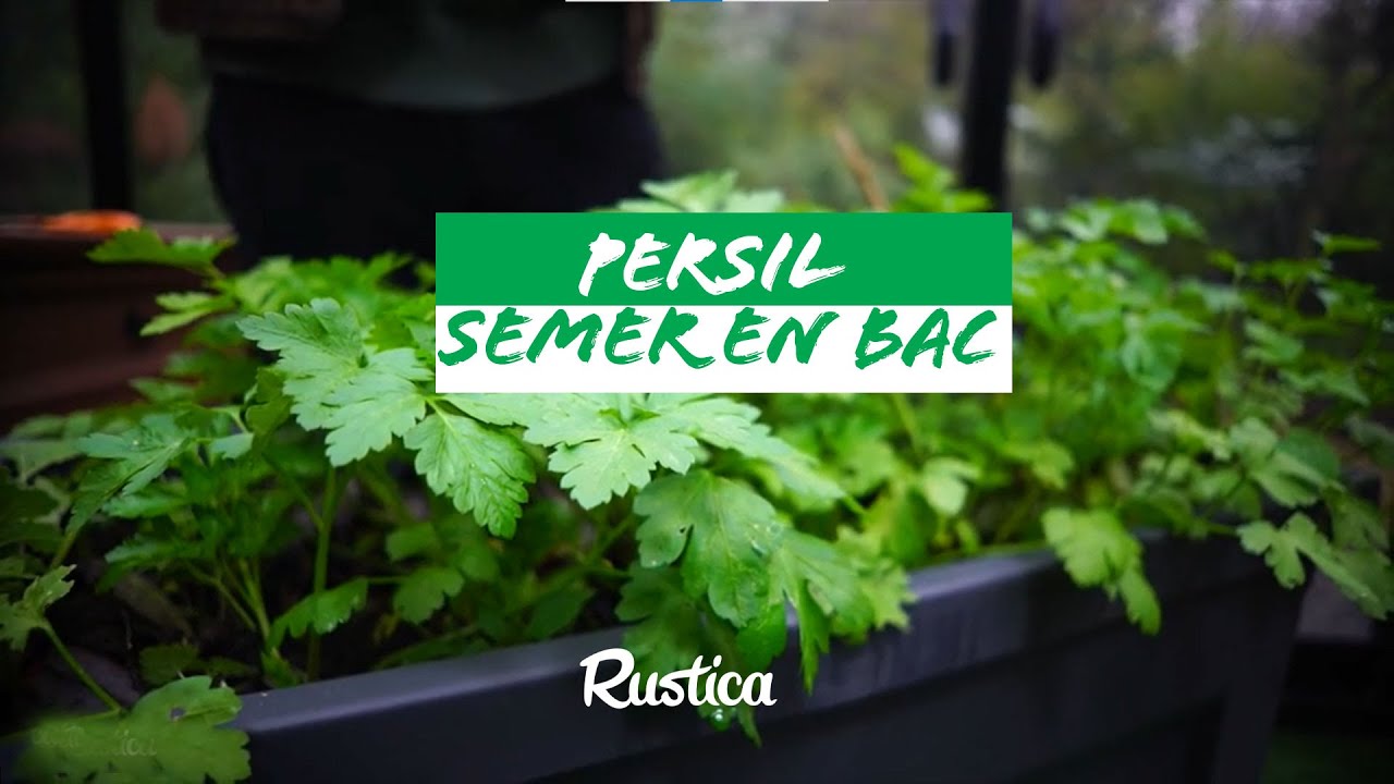 La culture du persil en pot