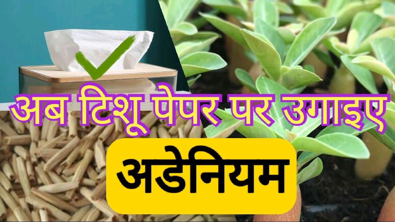 How to grow Adenium seeds on tissue paper (How to germinate DHA)