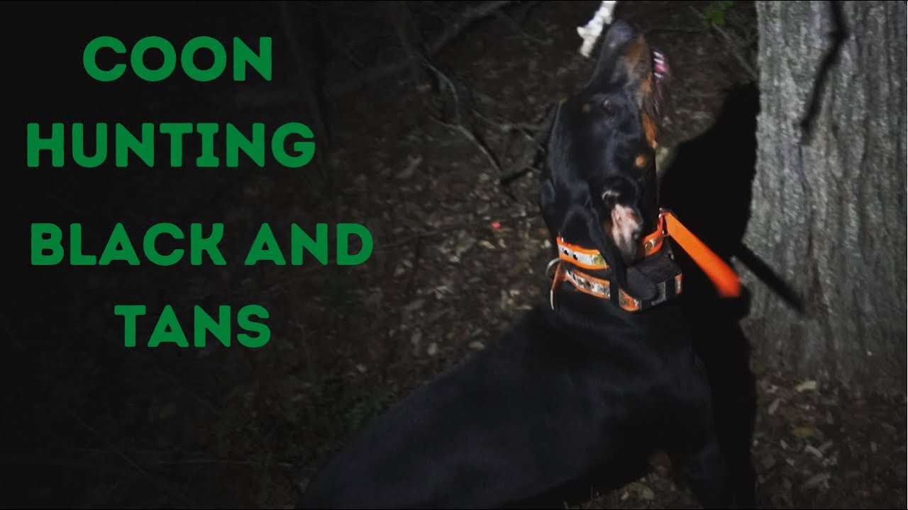 Coon hunting with black and tan hounds in Texas with James Blackburn.