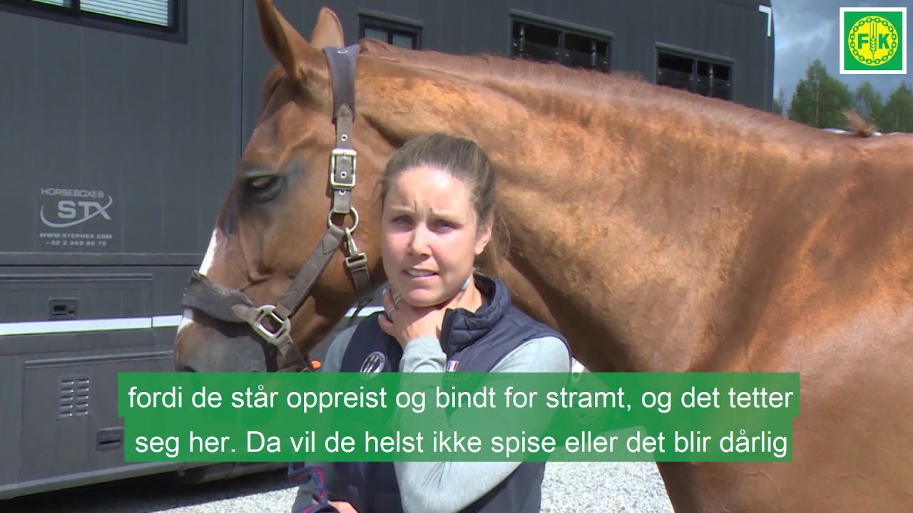Å reise med hest - Stall Gullik