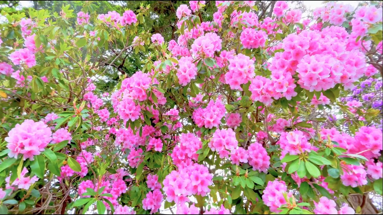 [4K] Victoria BC Canada #126_ Beautiful Flowers, Bird Songs & Relaxing Music_June 1st, 2022