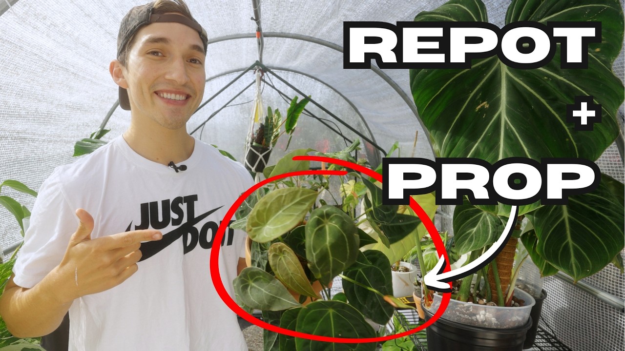 Anthurium Forgetii Repotting & Propagation