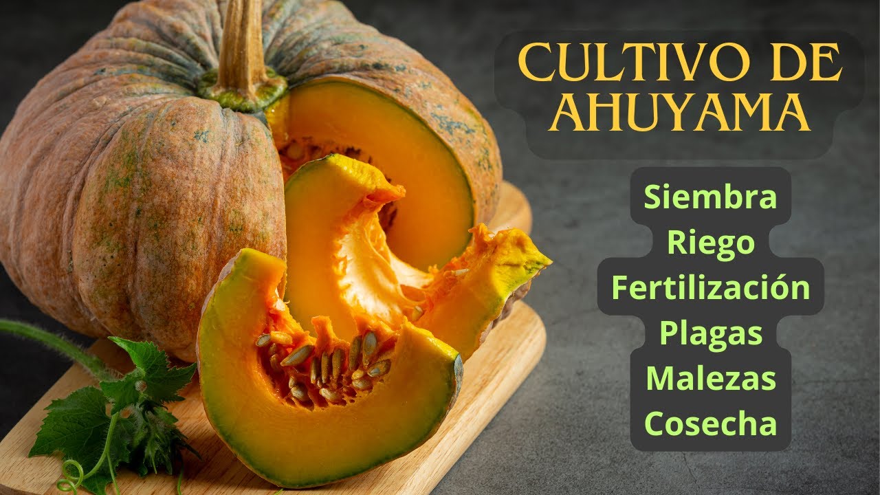 CULTIVO DE AHUYAMA: Calabaza, Zapallo, Ayote.