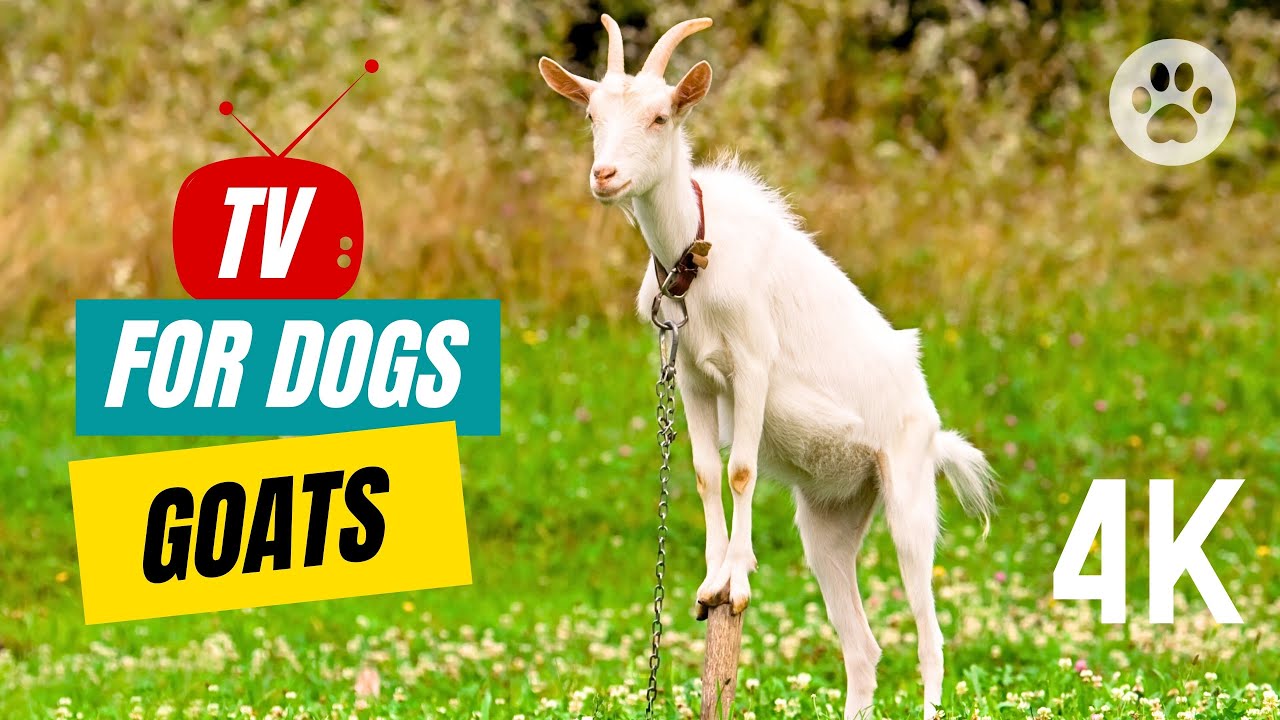 TV for Dogs 🐶 Videos for Dogs Goats 🐐 Sleep Music for Dog