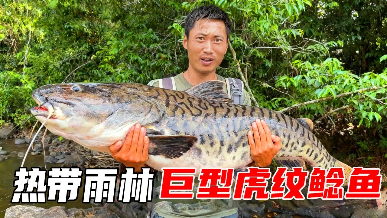 亚马逊热带雨林野外生存探索第三天：无处不在的蜱虫让人痛苦不堪，为了躲避蚊虫建2米高庇护所，幸运的钓到巨型虎纹鲶鱼当晚餐【户外平头哥】