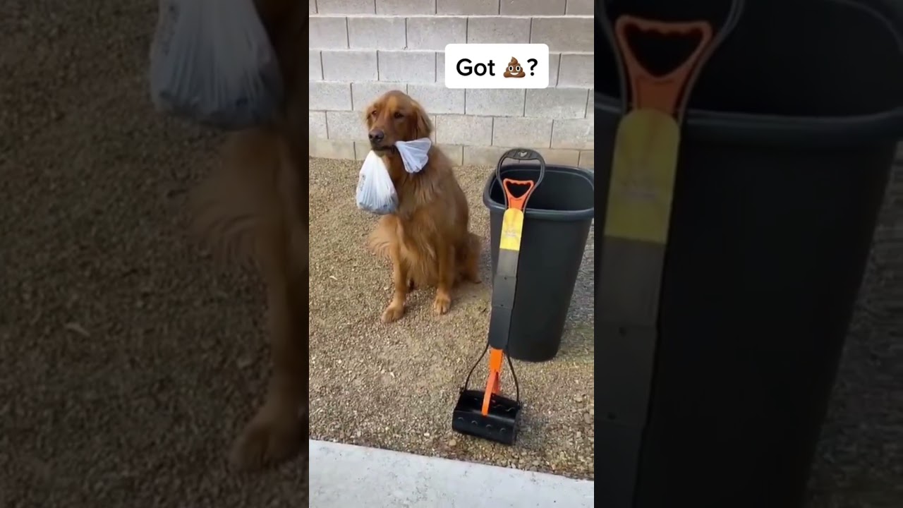 Foldable Pooper Scooper | Best Pet Gadgets And Hacks Every Pet Owner Should Know