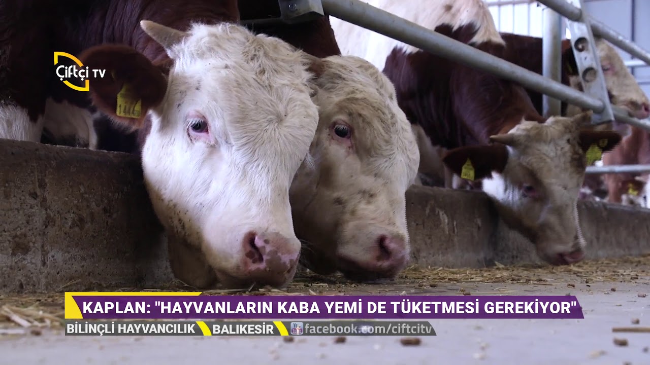 Simental Ve Montofon Irkı Büyükbaş Hayvancılık - Bilinçli Hayvancılık / Çiftçi TV