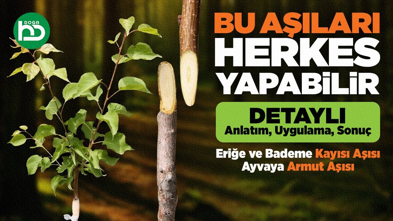 Kalem Aşısı Nasıl Yapılır, Dilcikli Kalem Aşısı, Yarma Kalem Aşısı,   (kalemaşısı/13)
