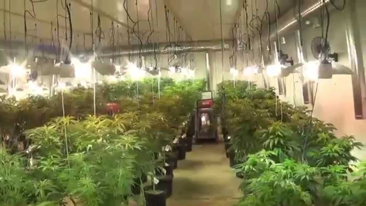 Behind the Dank Door I-502 Grow
