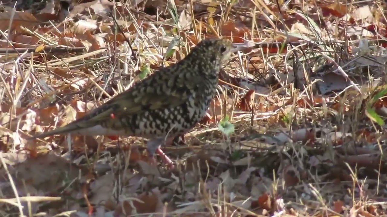トラツグミ_5_小宮公園_White's thrush _4K