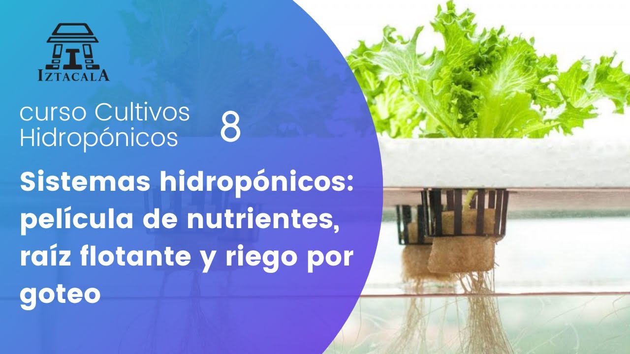 Transplante en sistemas hidroponicos