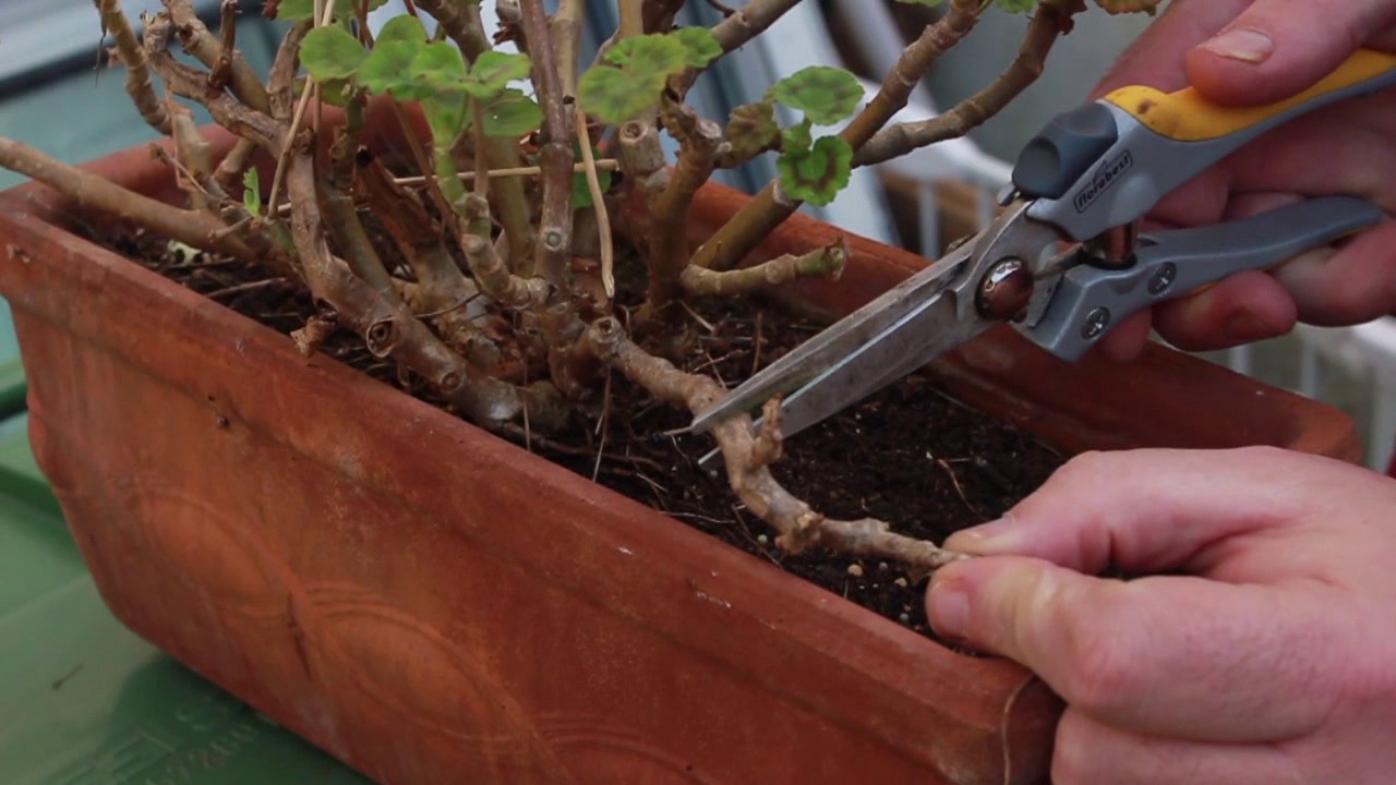 Deadheading Geraniums/Pelergoniums