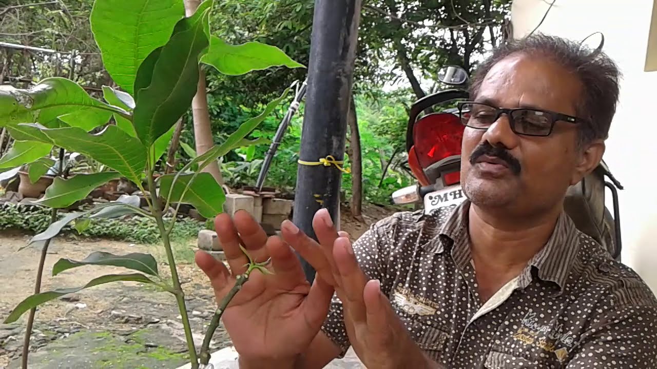 mango tree side grafting/ आम पेड़ पर बाजू कलम करना सिखे
