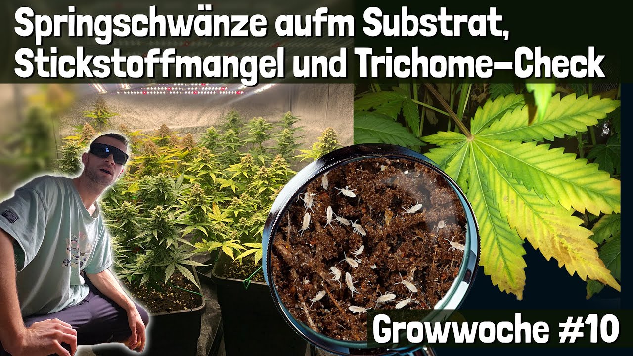 So growen wir! Späte Blütephase - Vorbereitung auf die Ernte & BioBizz Düngeschema: Growwoche 10