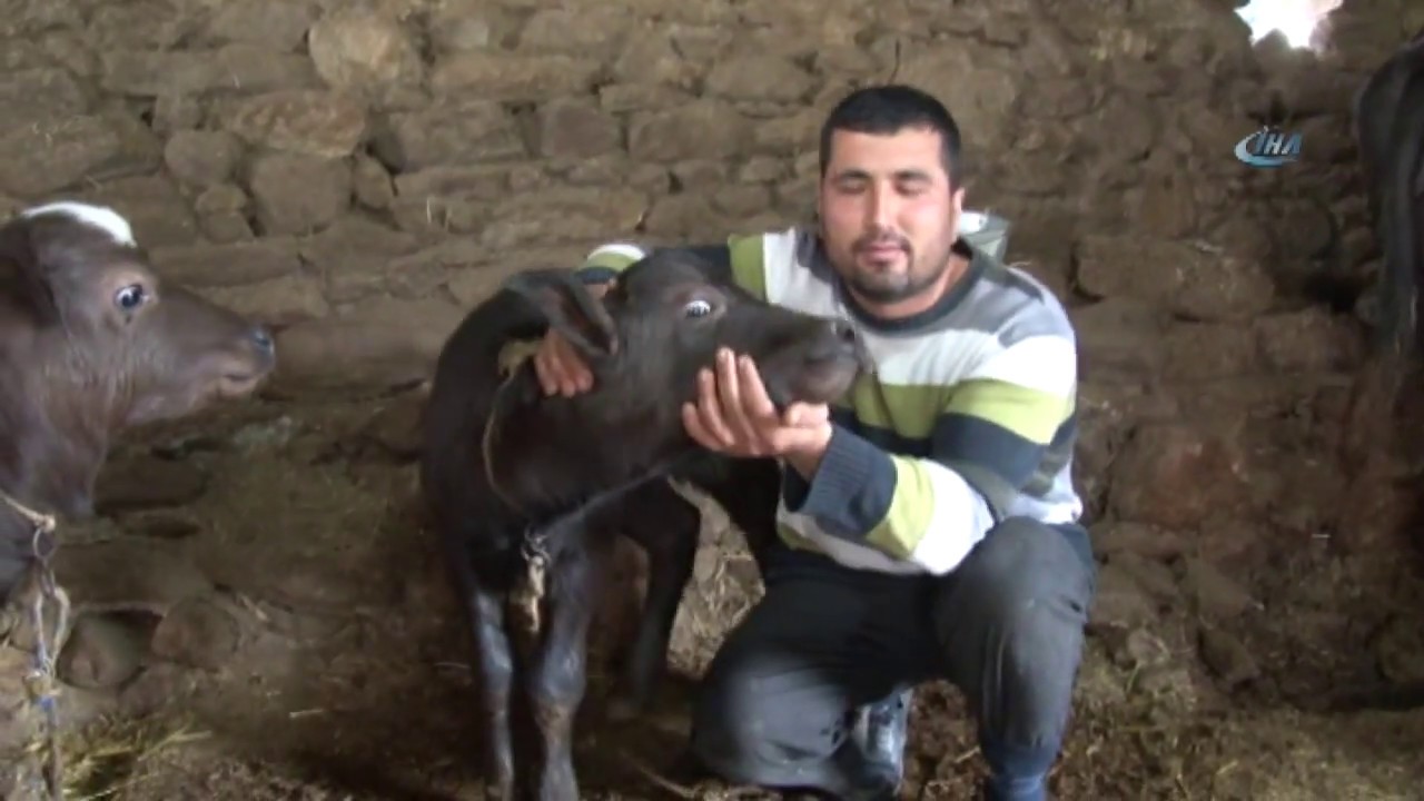 Bakımı Zor, Kaymağı Kıymetli