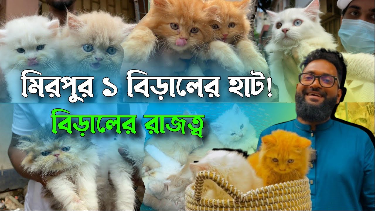  পার্সিয়ান বিড়ালের দাম | মিরপুর এক বিড়ালের হাট | @DewanPets | Persian cat price in Bangladesh 