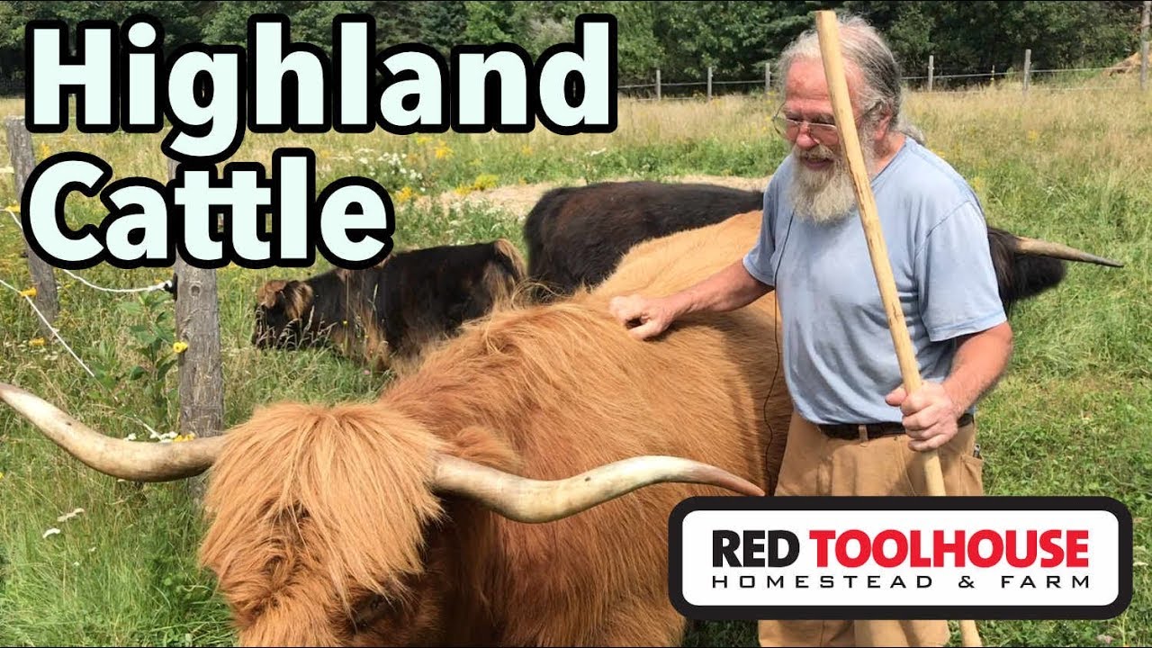 Raising Highland Cattle in Maine