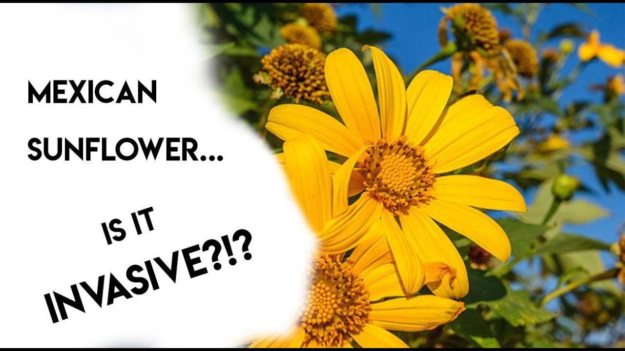 MEXICAN SUNFLOWER... IS IT INVASIVE?!? AGROFORESTRY IDEAS