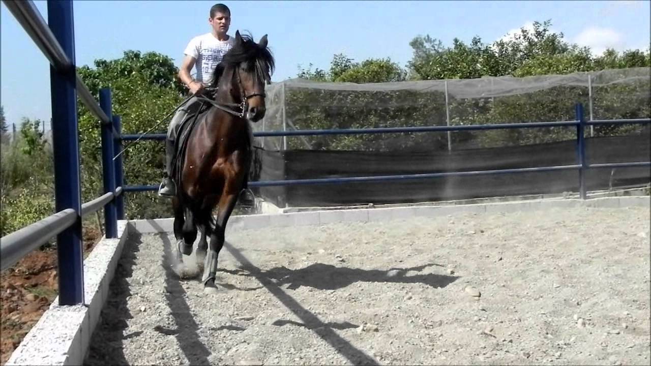 Gitano CIV