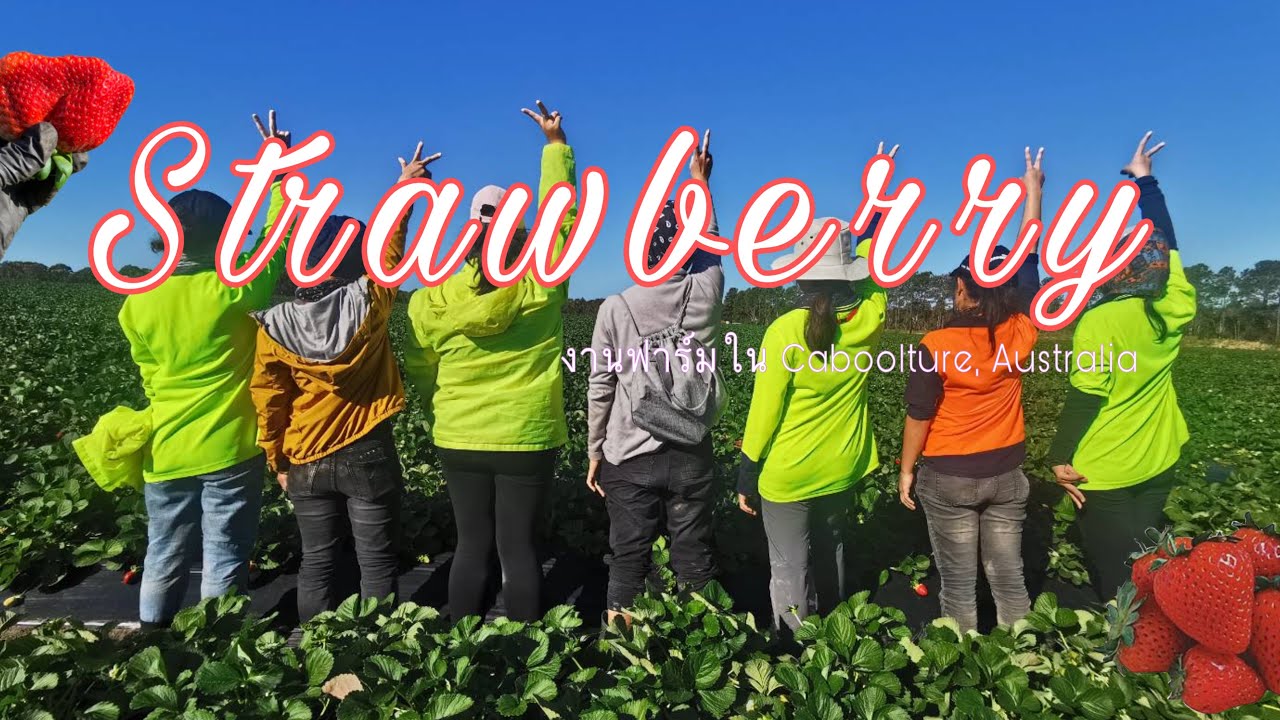 งานฟาร์มในออสเตรเลีย EP.5 | Strawberry Picking ที่คาบูเจ้อกับคนไทย เคยได้ถึงวีคละ 60000 บาท {MP:12}
