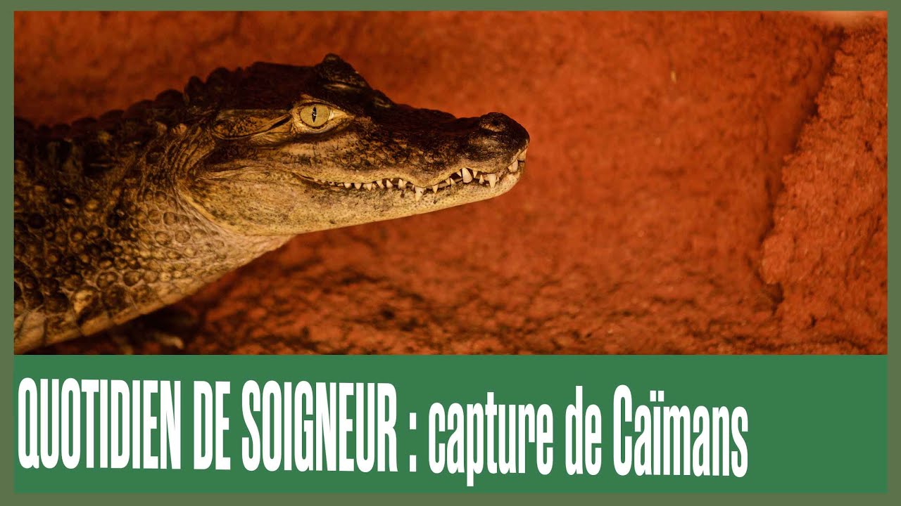 Quotidien de soigneur : Capture de Caïmans à lunettes
