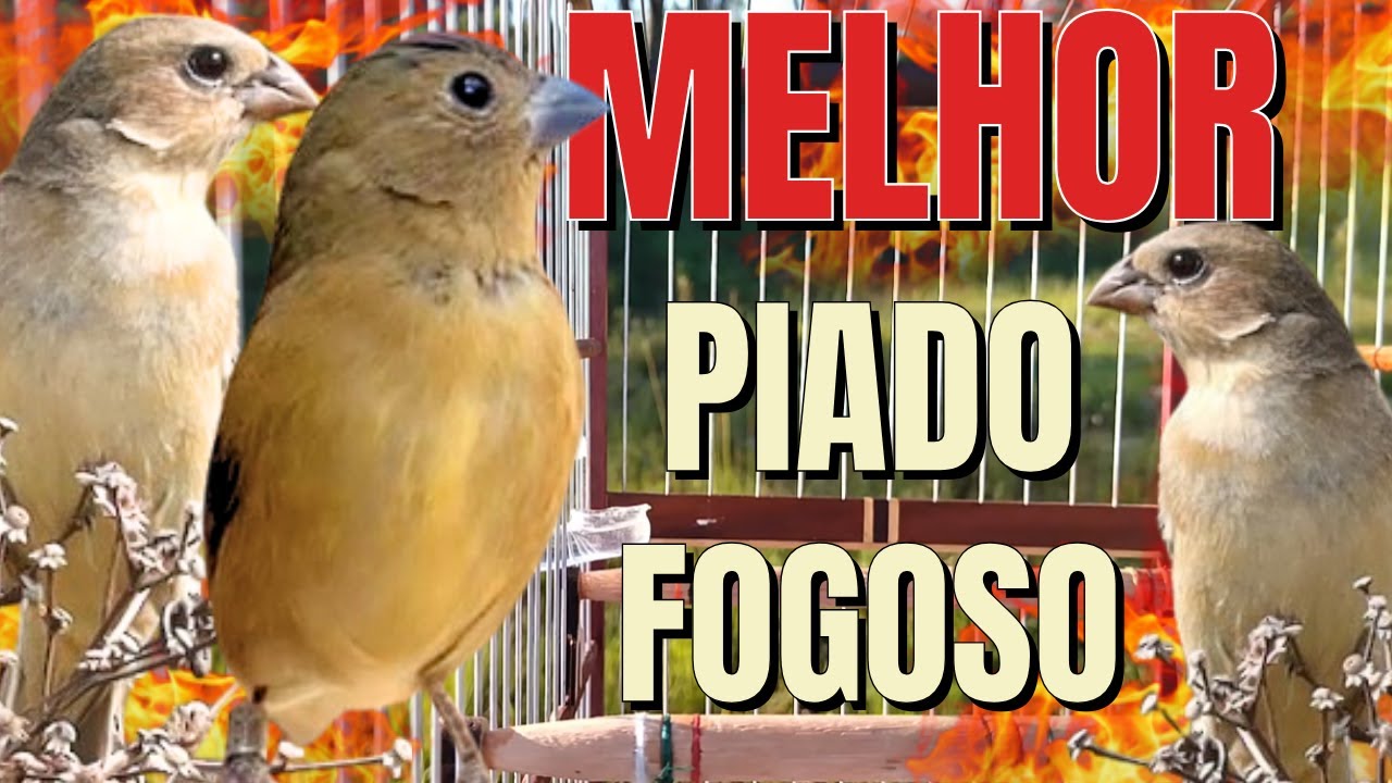 Piado de Fêmea de Coleiro com Piado de Fêmea de Coleiro para Esquentar Coleiro Piado de Fêmea