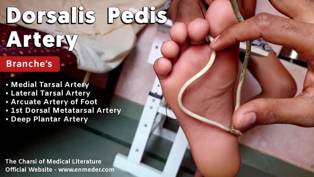 Dorsalis Pedis Artery 2/3 | Branche's | Lower Limb Anatomy | Foot Arteries