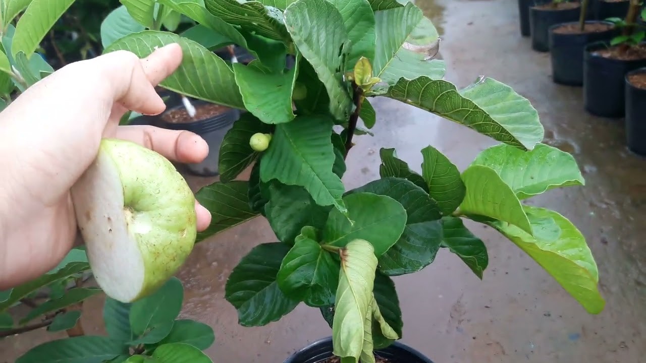 3 giống ổi nên trồng 0779846702