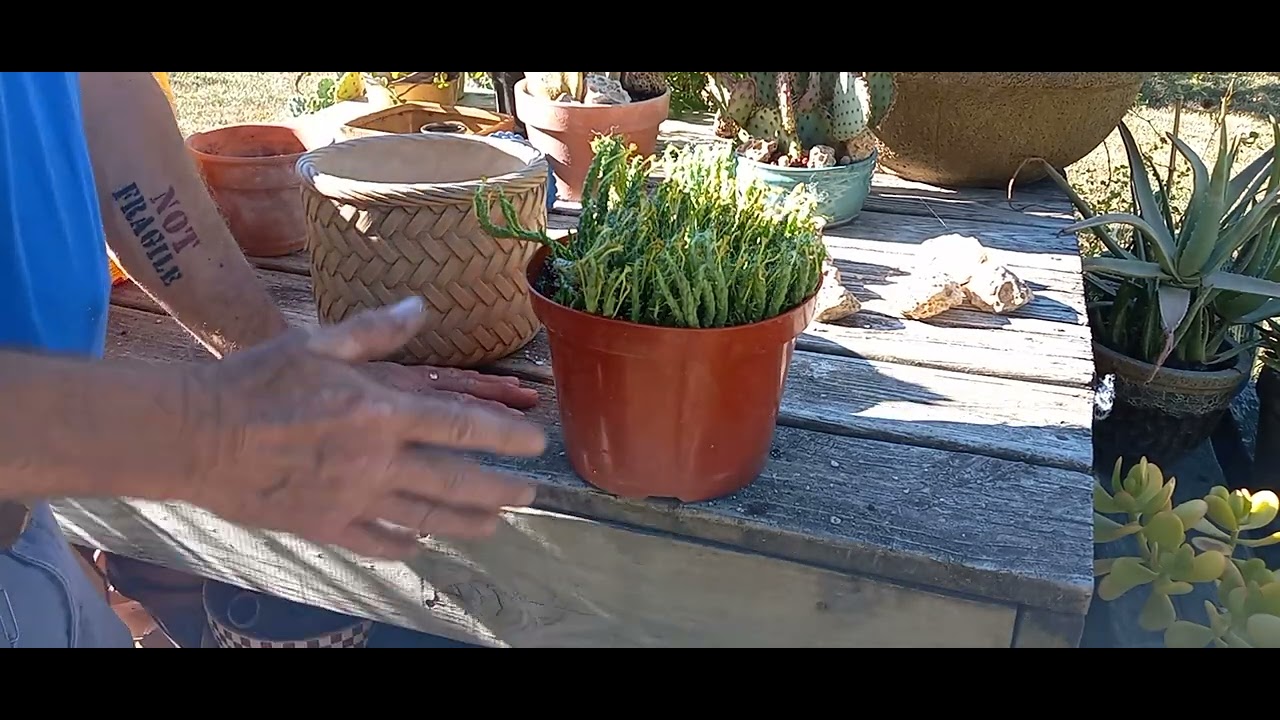 My New Large Euphorbia  flanaganii