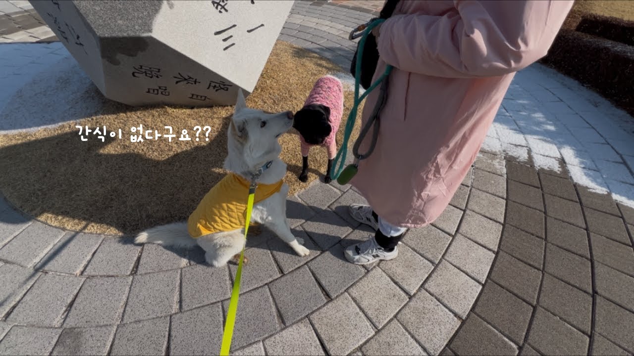 간식 없다 하자마자 바로 돌아서는 진돗개