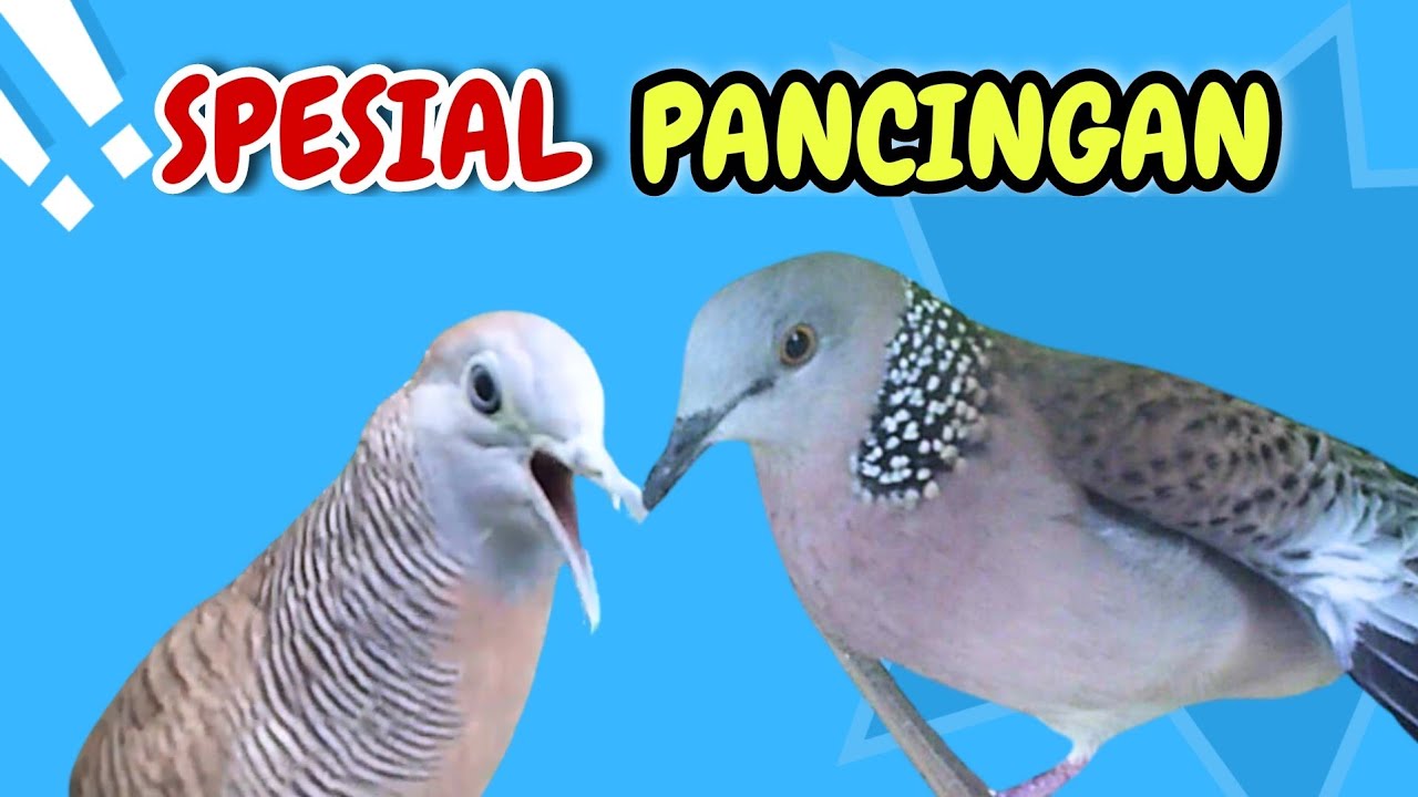 3 Perkutut Lokal Gacor Vs 3 Tekukur Gayer Suara Pancingan