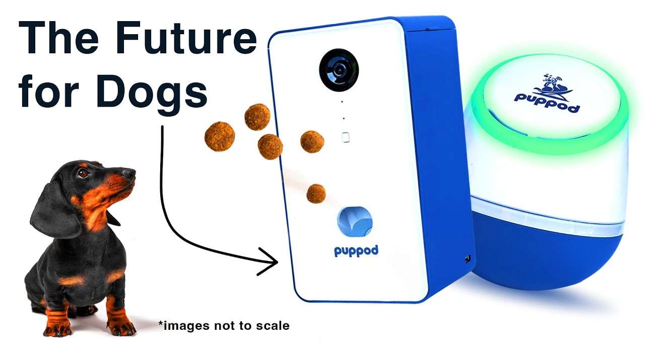 The Startup Changing the Way Dogs Think