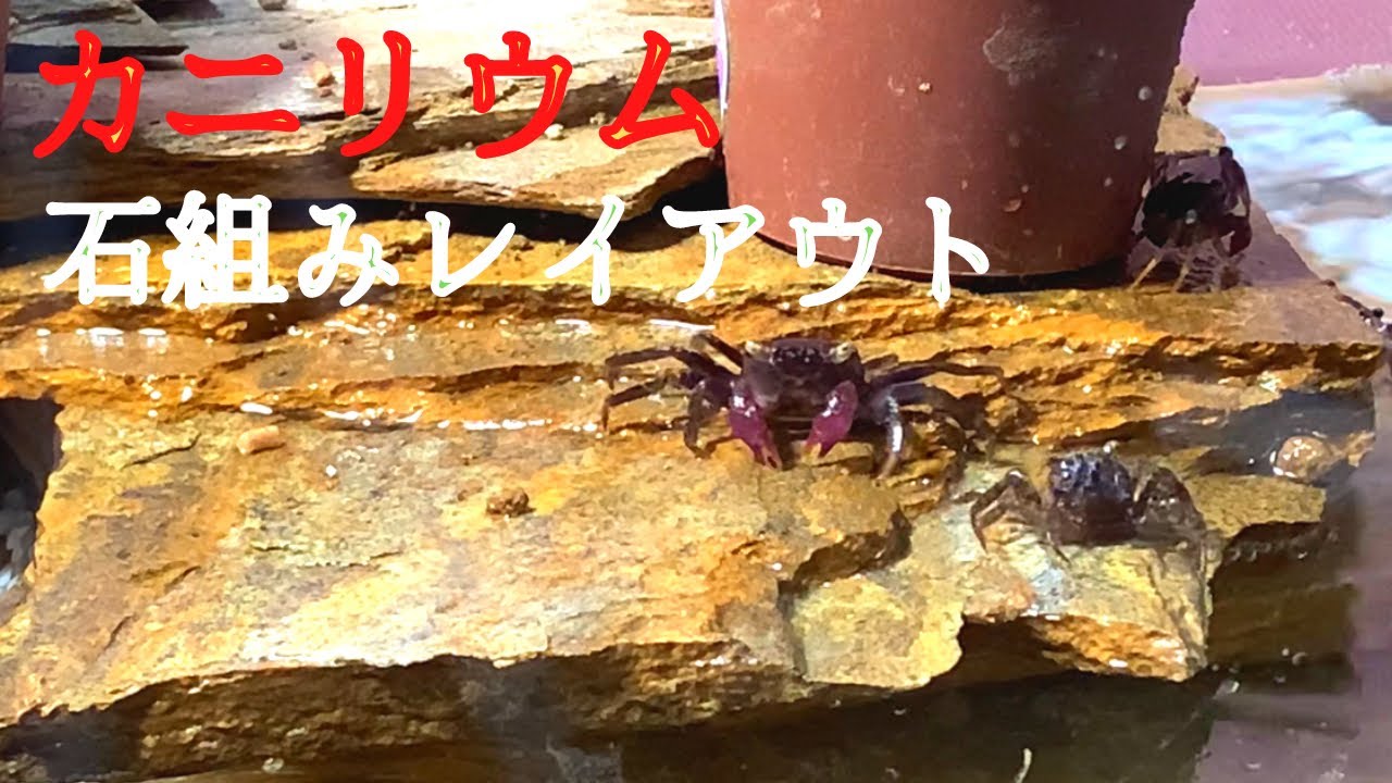 【カニリウム】簡単！石組みレイアウト#バンパイアクラブ #アクアリウム#石組み#vampirecrab