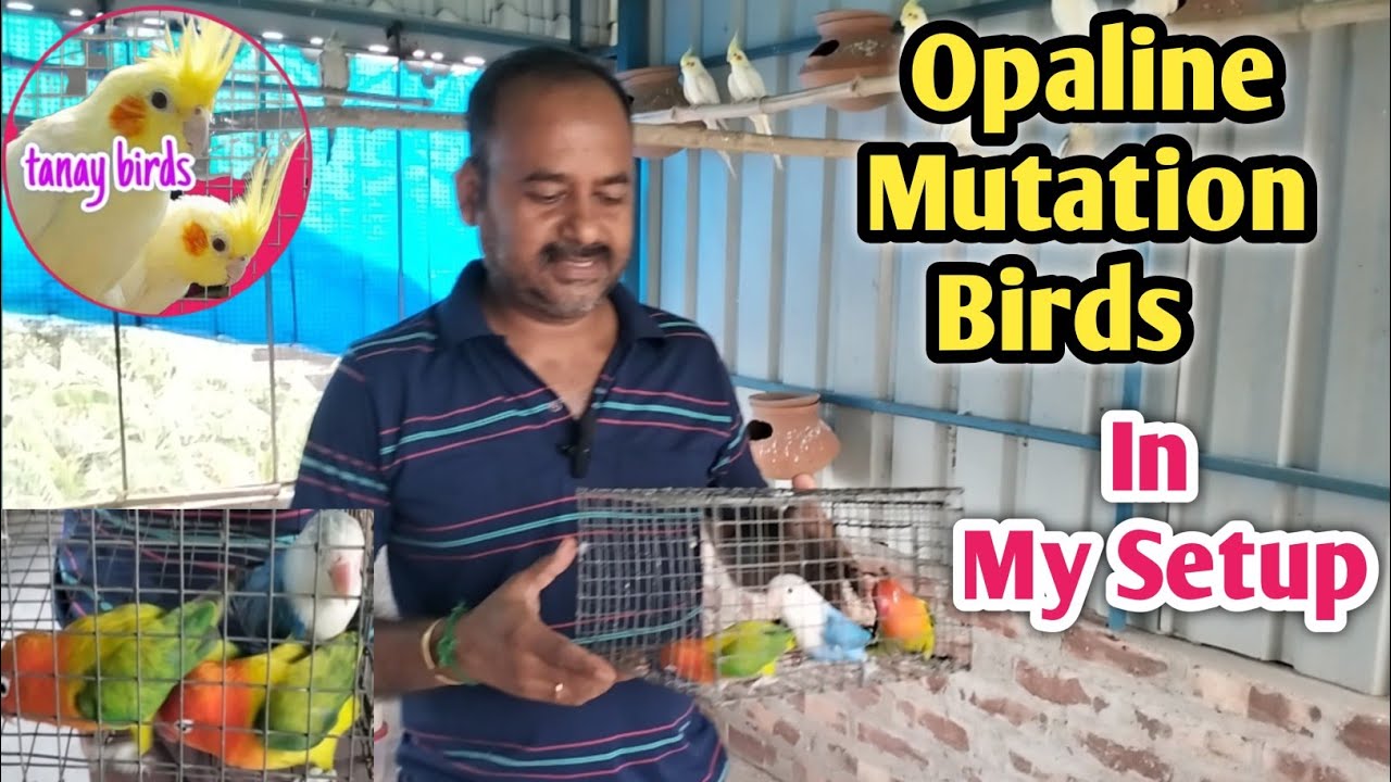 Love Birds Colony Breeding Setup/🐦নতুন  মিউটেশন পাখি আনলাম/@tanay birds