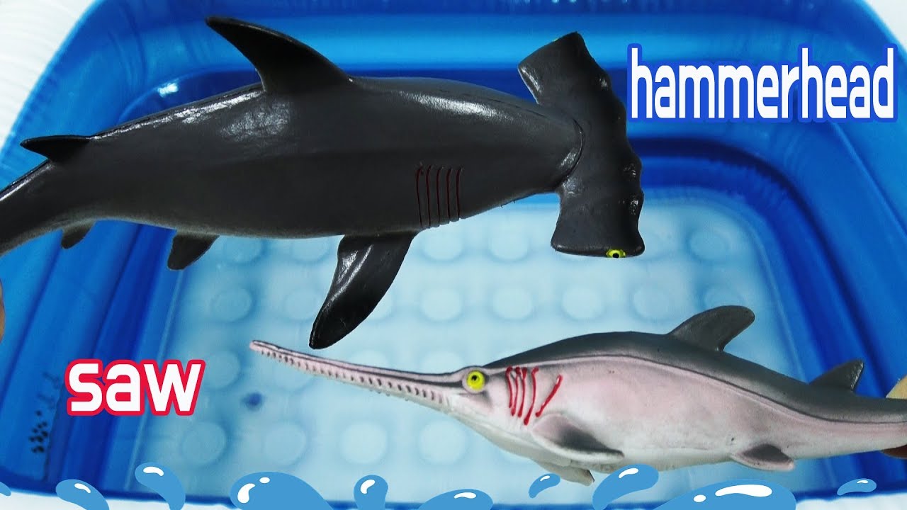 해파리, 가오리, 상어 등 sea animal의 종류와 이름을 알아보아요