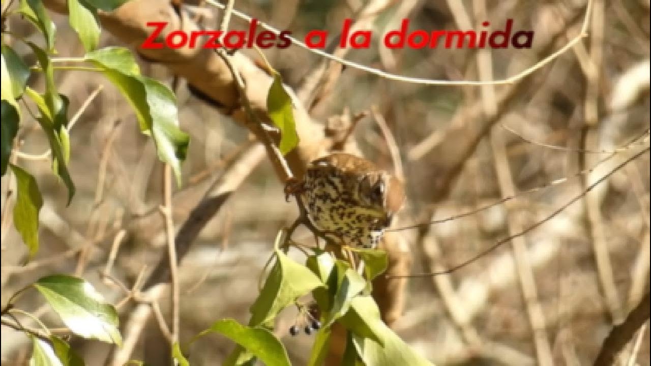 ZORZALES/TORDOS/GRIVES a la dormida en una temporada muy irregular.
