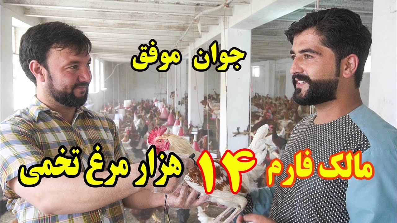 جوان موفق| حرفه ای ترین و بزرگترین فارم مرغ تخمی  A Successful Yong Man Run The Huge Farm In Kabul