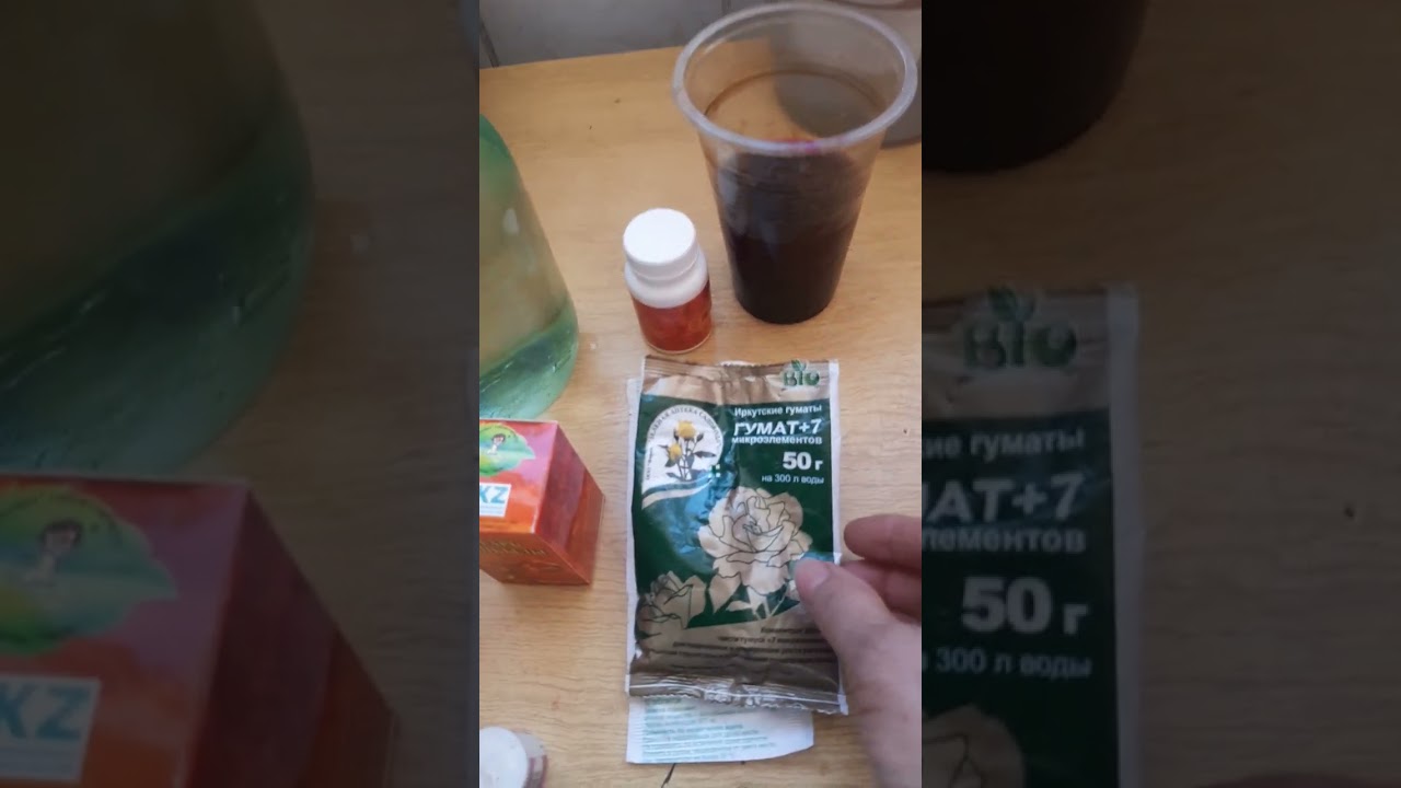 Қызанақтардың көшетін өсіру және тыңайтқыш беру.