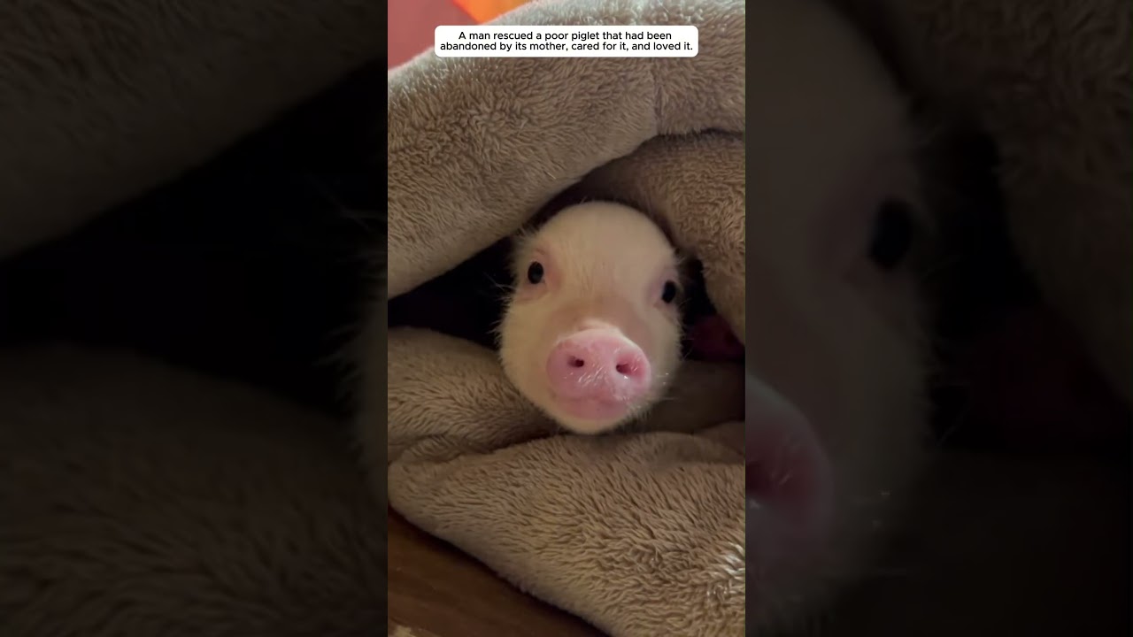A man rescued a baby pig that had been abandoned by its mother.