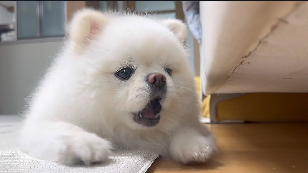 소파 밑에 최애공이 빠지자 울기 직전인 강아지..ㅠㅠ