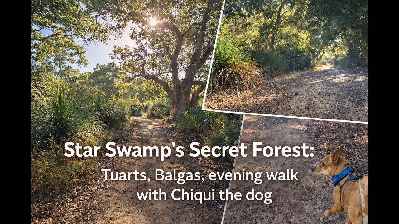 Star Swamp’s Secret Forest. Tuarts, Balgas & Ambient Evening Walk with Chiqui the dog.