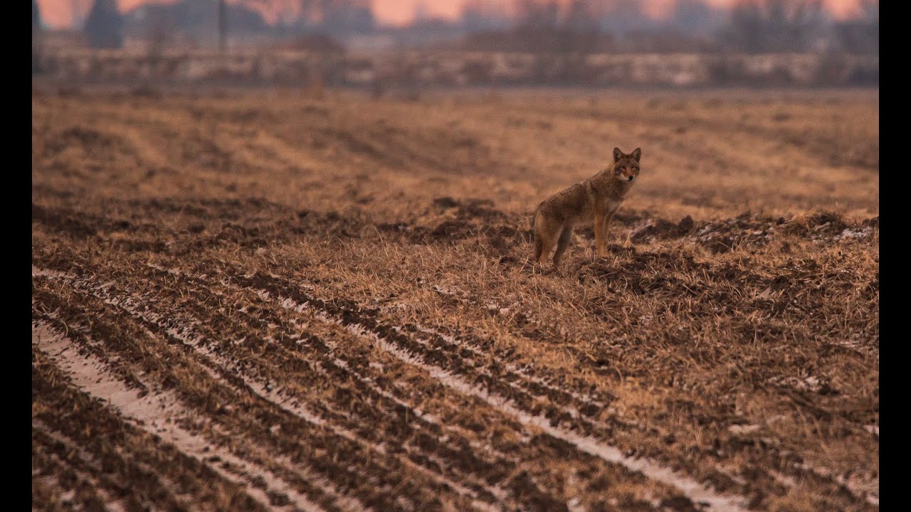 Songbirds, Ducks and Coyotes