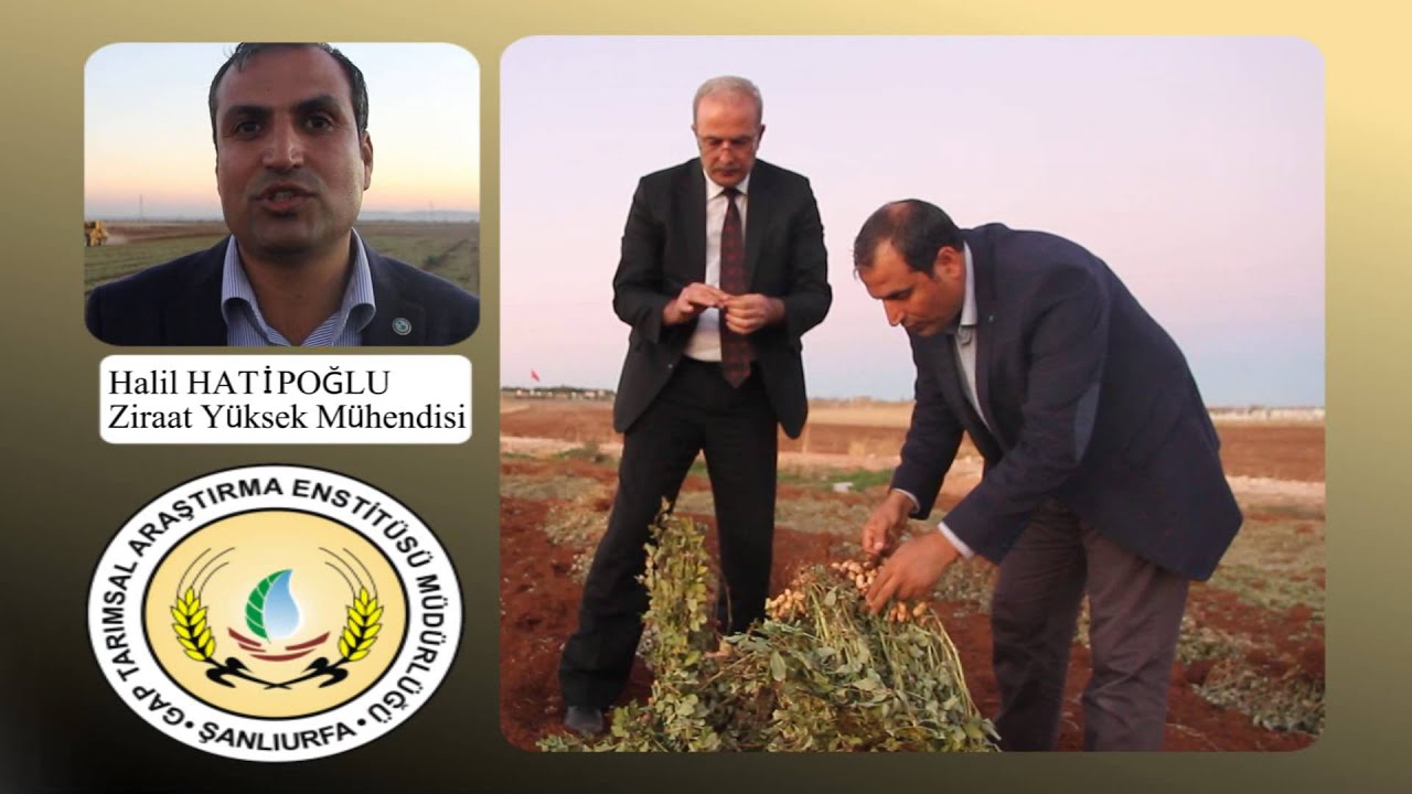 ŞANLIURFA’DA YERFISTIĞI ÜRETİMİ ARTIYOR