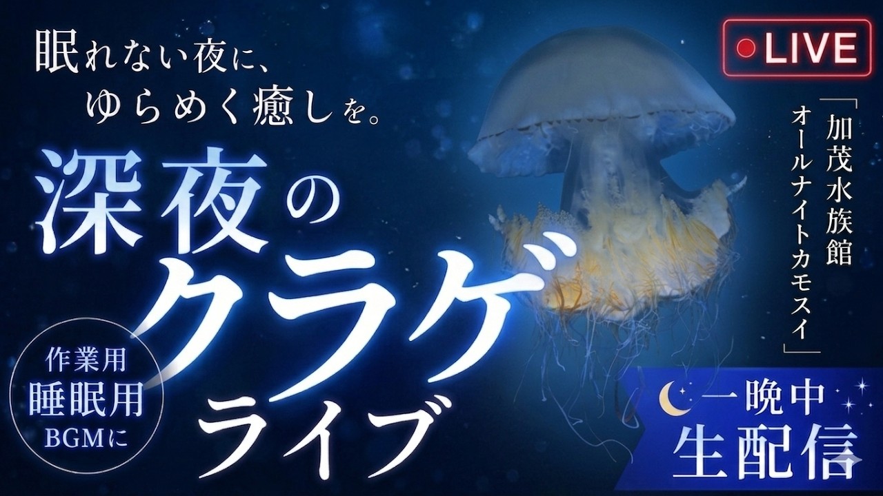 オールナイトカモスイ　～くらげまみれ～ #243　エチゼンクラゲ