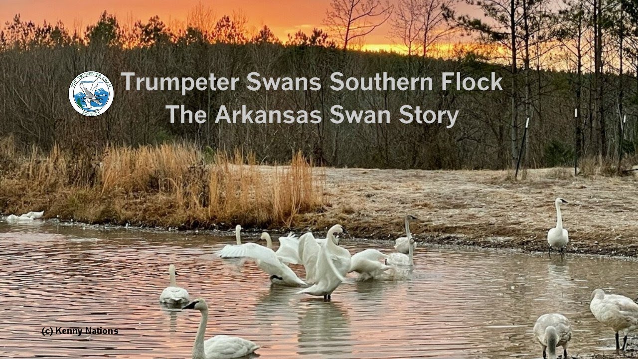 WEBINAR: Trumpeter Swans Southern Flock: The Arkansas Swan Story