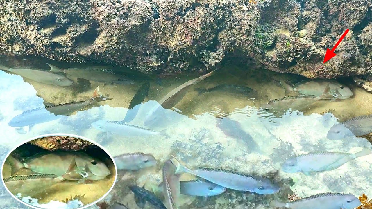 ikannya sekeluarga terjebak di genangan saat air surut, kami tangkap buat makan di pantai